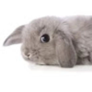 Meet your Posher, Kennedy